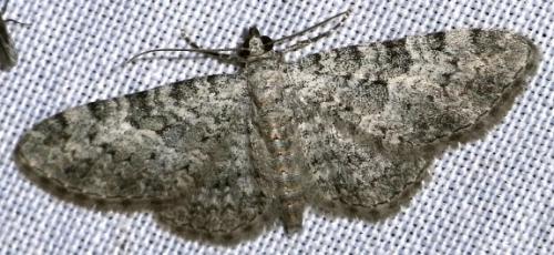Réf. 49 565 : Eupithecia semigraphata