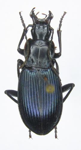 Réf. 49 330 : Laemostenus cimmerius weiratheri