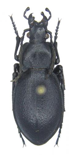 Réf. 49 311 : Carabus convexus