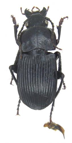 Abax carinatus