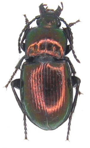 Xenion ignitum