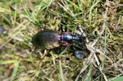 Carabus olympiae