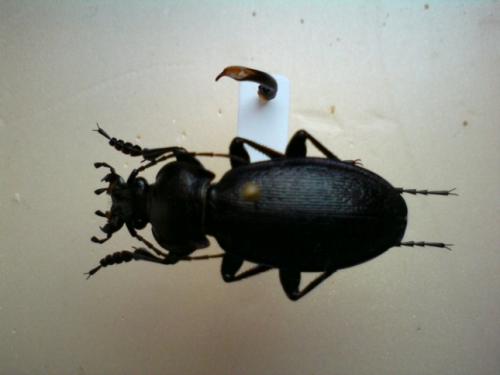 Carabus scheidleri