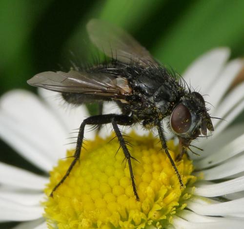 Cadurciella tritaeniata