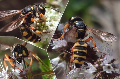 Cerceris arenaria