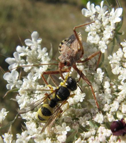 Cerceris sabulosa