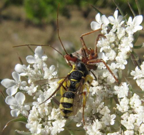 Cerceris sabulosa