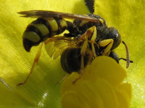 Cerceris sabulosa
