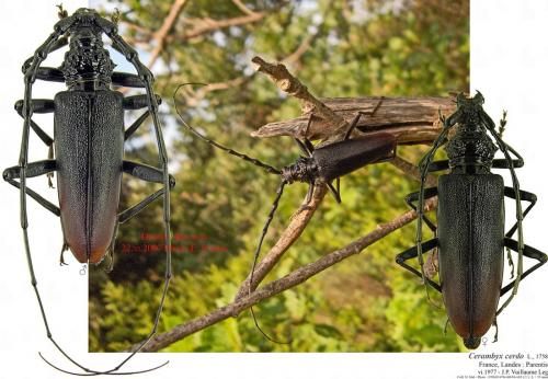 Cerambyx cerdo
