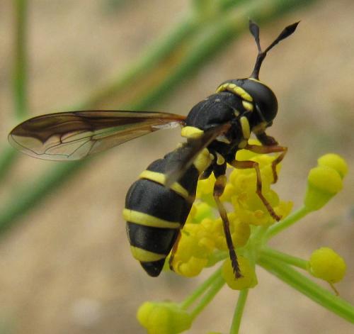 Réf. 49 275 : Ceriana vespiformis
