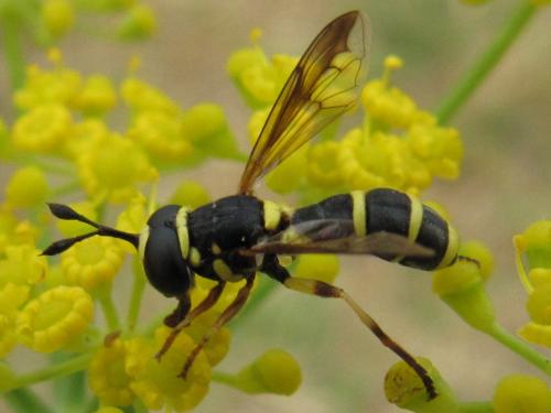 Ceriana vespiformis