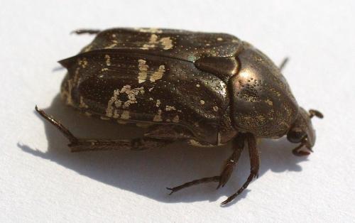 Réf. 49 324 : Protaetia acuminata