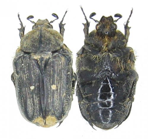 Réf. 49 906 : Tropinota hirta