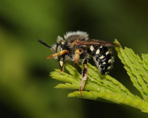 Réf. 49 781 : Anthidium punctatum