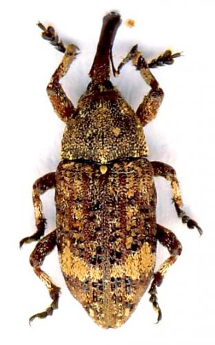 Réf. 49 958 : Pissodes piceae