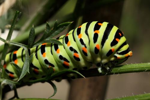 Papilio machaon
