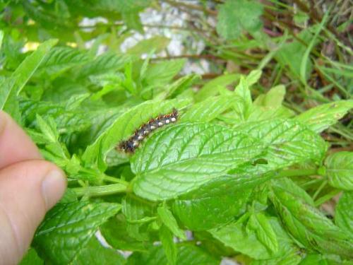 Acronicta rumicis