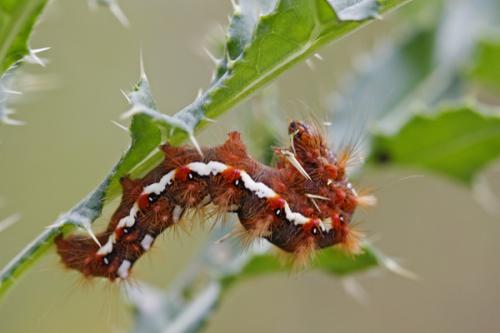 Acronicta rumicis