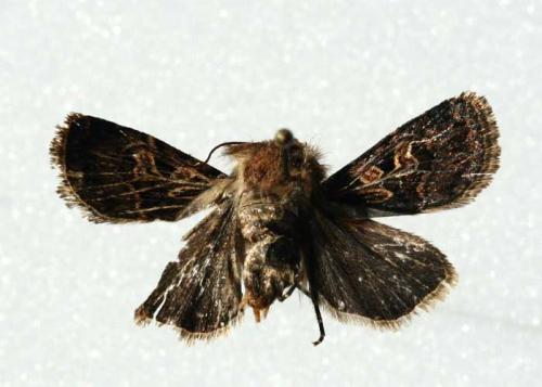 Réf. 49 403 : Chersotis ocellina