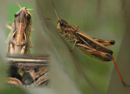 Réf. 49 204 : Stauroderus scalaris scalaris