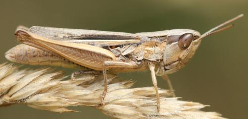 Euchorthippus elegantulus