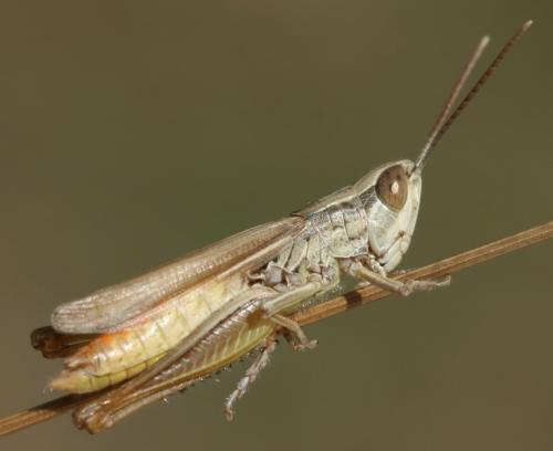 Réf. 49 551 : Euchorthippus elegantulus