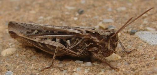 Réf. 49 553 : Chorthippus brunneus brunneus