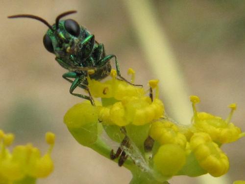 Chrysis chrysoprasina