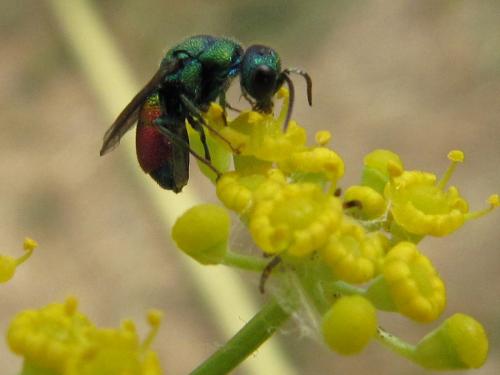 Chrysis chrysoprasina