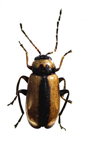 Réf. 49 663 : Calomicrus circumfusus