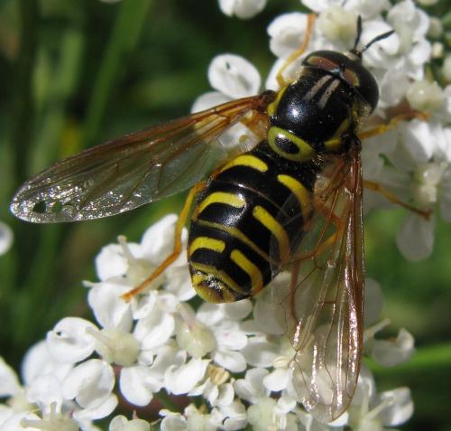 Chrysotoxum verralli