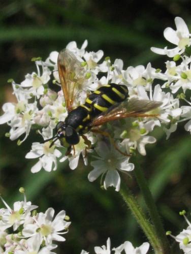 Chrysotoxum sp.