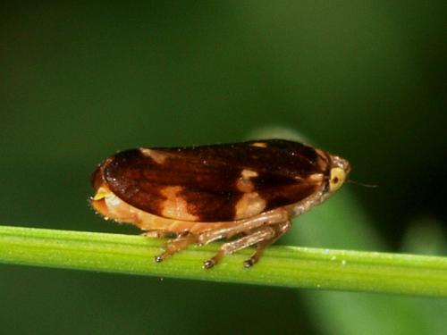 Philaenus spumarius