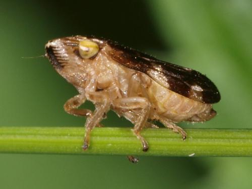 Philaenus spumarius
