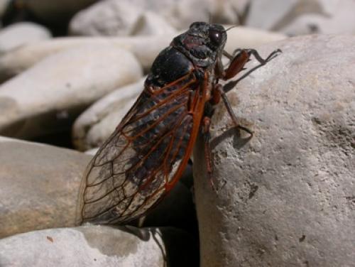 Tibicina haematodes