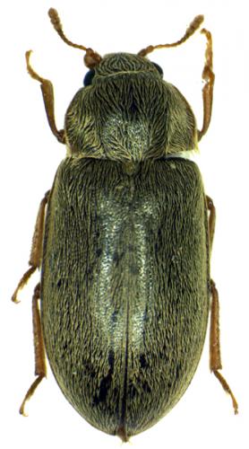 Byturus tomentosus
