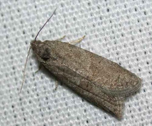 Réf. 49 702 : Cnephasia sp.