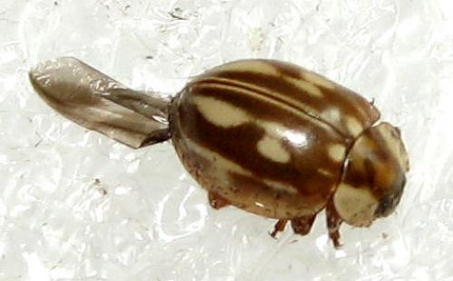 Myzia oblongoguttata
