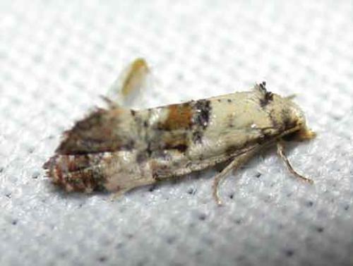 Réf. 49 661 : Cochylis hybridella