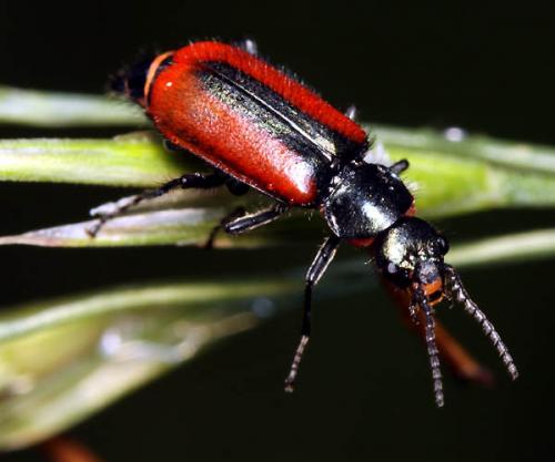 Malachius rubidus