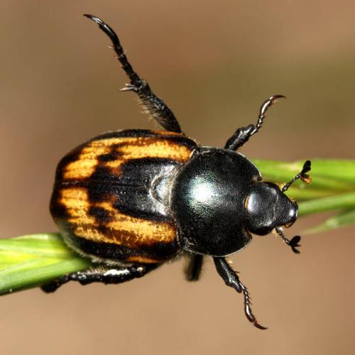 Anisoplia tempestiva