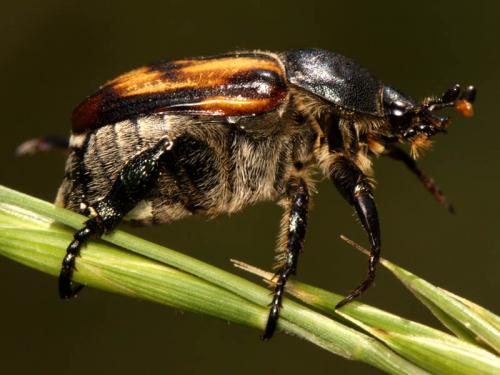 Anisoplia tempestiva