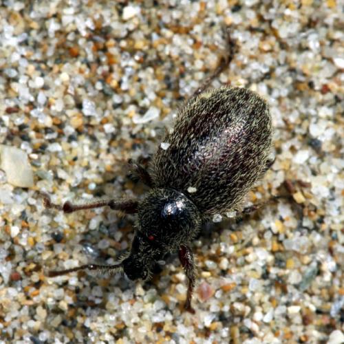 Réf. 49 177 : Otiorhynchus juvencus