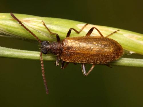 Lagria rugosula