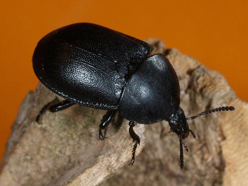 Ablattaria laevigata