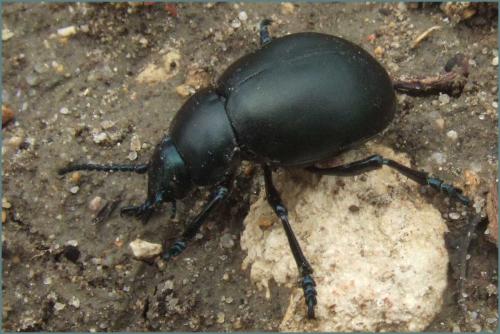 Timarcha tenebricosa