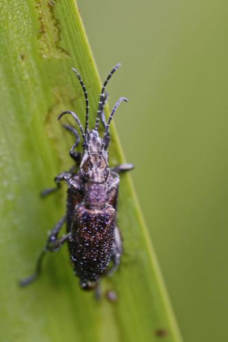 Donaciinae
