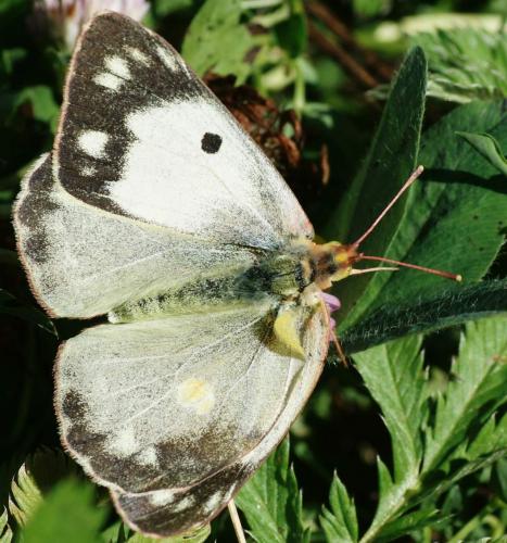 Réf. 49 310 : Colias croceus