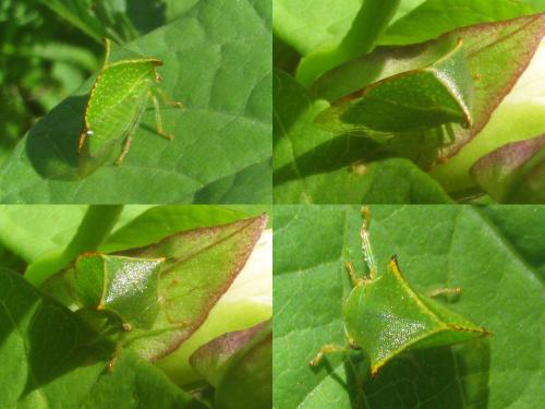 Réf. 49 227 : Stictocephala bisonia