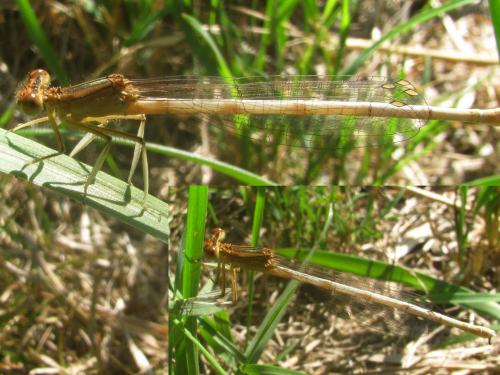 Platycnemis acutipennis